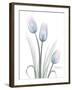 Glacier Tulip Trio 1-Albert Koetsier-Framed Art Print