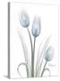 Glacier Tulip Trio 1-Albert Koetsier-Stretched Canvas