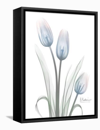 Glacier Tulip Trio 1-Albert Koetsier-Framed Stretched Canvas