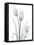 Glacier Tulip Trio 1-Albert Koetsier-Framed Stretched Canvas