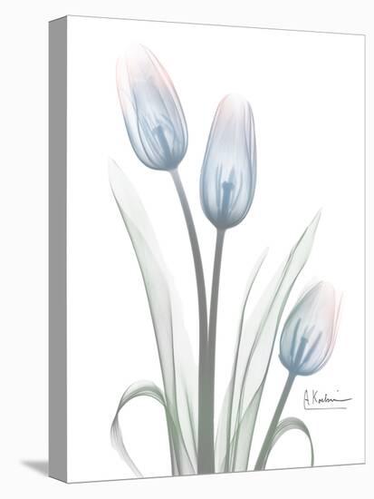 Glacier Tulip Trio 1-Albert Koetsier-Stretched Canvas