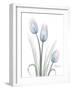 Glacier Tulip Trio 1-Albert Koetsier-Framed Art Print