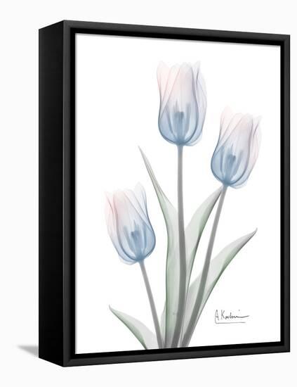 Glacier Tulip Trio 2-Albert Koetsier-Framed Stretched Canvas