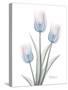 Glacier Tulip Trio 2-Albert Koetsier-Stretched Canvas