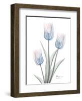 Glacier Tulip Trio 2-Albert Koetsier-Framed Art Print