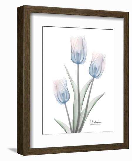 Glacier Tulip Trio 2-Albert Koetsier-Framed Art Print