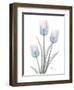 Glacier Tulip Trio 2-Albert Koetsier-Framed Art Print