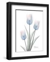 Glacier Tulip Trio 2-Albert Koetsier-Framed Art Print