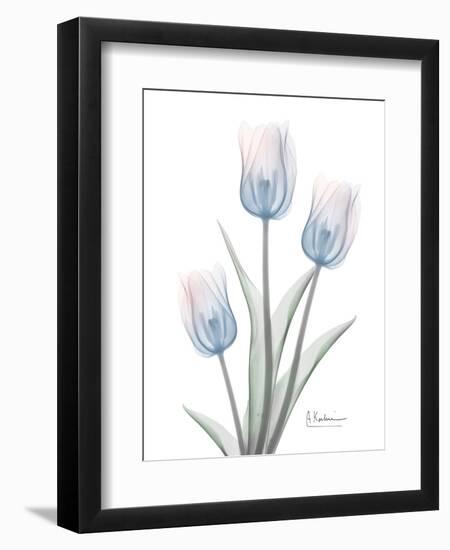 Glacier Tulip Trio 2-Albert Koetsier-Framed Art Print