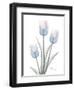 Glacier Tulip Trio 2-Albert Koetsier-Framed Art Print