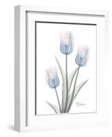 Glacier Tulip Trio 2-Albert Koetsier-Framed Art Print