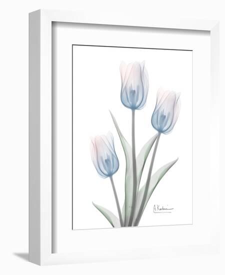 Glacier Tulip Trio 2-Albert Koetsier-Framed Art Print