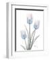 Glacier Tulip Trio 2-Albert Koetsier-Framed Art Print