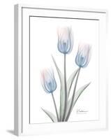 Glacier Tulip Trio 2-Albert Koetsier-Framed Art Print