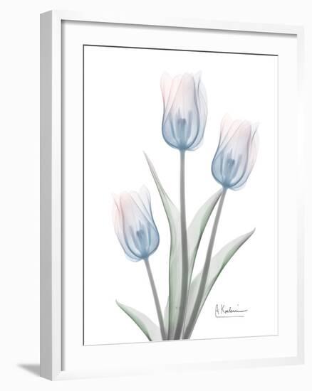 Glacier Tulip Trio 2-Albert Koetsier-Framed Art Print