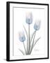 Glacier Tulip Trio 2-Albert Koetsier-Framed Art Print