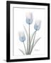 Glacier Tulip Trio 2-Albert Koetsier-Framed Art Print