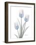 Glacier Tulip Trio 2-Albert Koetsier-Framed Art Print