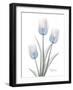 Glacier Tulip Trio 2-Albert Koetsier-Framed Art Print