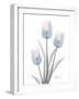 Glacier Tulip Trio 2-Albert Koetsier-Framed Art Print