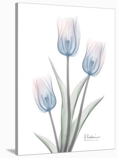 Glacier Tulip Trio 2-Albert Koetsier-Stretched Canvas