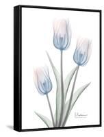 Glacier Tulip Trio 2-Albert Koetsier-Framed Stretched Canvas