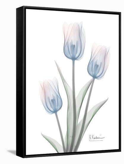 Glacier Tulip Trio 2-Albert Koetsier-Framed Stretched Canvas