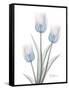 Glacier Tulip Trio 2-Albert Koetsier-Framed Stretched Canvas