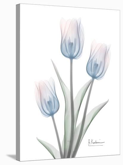 Glacier Tulip Trio 2-Albert Koetsier-Stretched Canvas