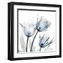 Glacier Tulips 1-Albert Koetsier-Framed Art Print