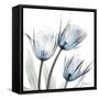 Glacier Tulips 1-Albert Koetsier-Framed Stretched Canvas