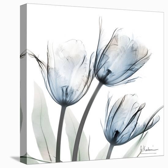 Glacier Tulips 1-Albert Koetsier-Stretched Canvas