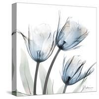 Glacier Tulips 1-Albert Koetsier-Stretched Canvas