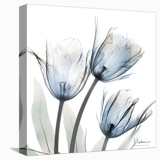 Glacier Tulips 1-Albert Koetsier-Stretched Canvas