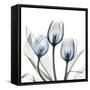 Glacier Tulips 2-Albert Koetsier-Framed Stretched Canvas