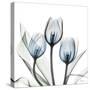 Glacier Tulips 2-Albert Koetsier-Stretched Canvas