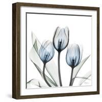 Glacier Tulips 2-Albert Koetsier-Framed Art Print