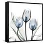 Glacier Tulips 2-Albert Koetsier-Framed Stretched Canvas