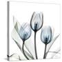 Glacier Tulips 2-Albert Koetsier-Stretched Canvas