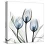 Glacier Tulips 2-Albert Koetsier-Stretched Canvas