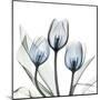 Glacier Tulips 2-Albert Koetsier-Mounted Art Print