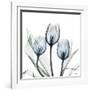 Glacier Tulips 2-Albert Koetsier-Framed Art Print