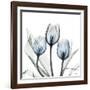 Glacier Tulips 2-Albert Koetsier-Framed Art Print