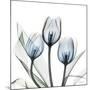 Glacier Tulips 2-Albert Koetsier-Mounted Art Print