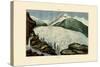 Glaciers, 1833-39-null-Stretched Canvas