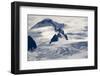 Glaciers Near Hallo Bay in Katmai National Park-Paul Souders-Framed Photographic Print