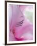 Gladiola Blossom I-Kathy Mahan-Framed Photographic Print