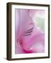 Gladiola Blossom I-Kathy Mahan-Framed Premium Photographic Print