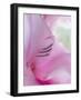 Gladiola Blossom I-Kathy Mahan-Framed Premium Photographic Print