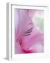 Gladiola Blossom I-Kathy Mahan-Framed Premium Photographic Print